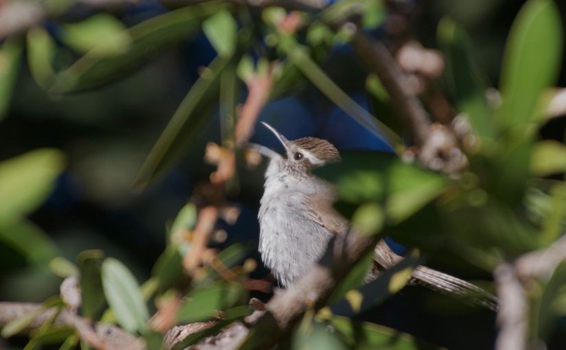 A singing Bewick's Wren