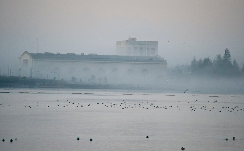 Lake Merritt - an early January morning, ducks galore